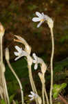 Oneflowered broomrape